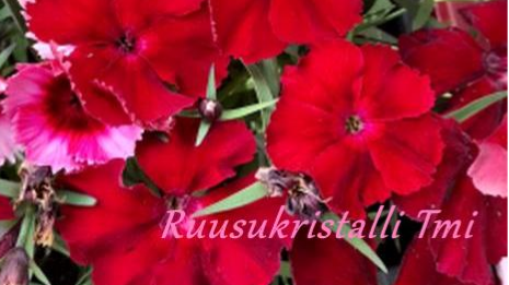 Intialainen päähieronta + jalkahieronta