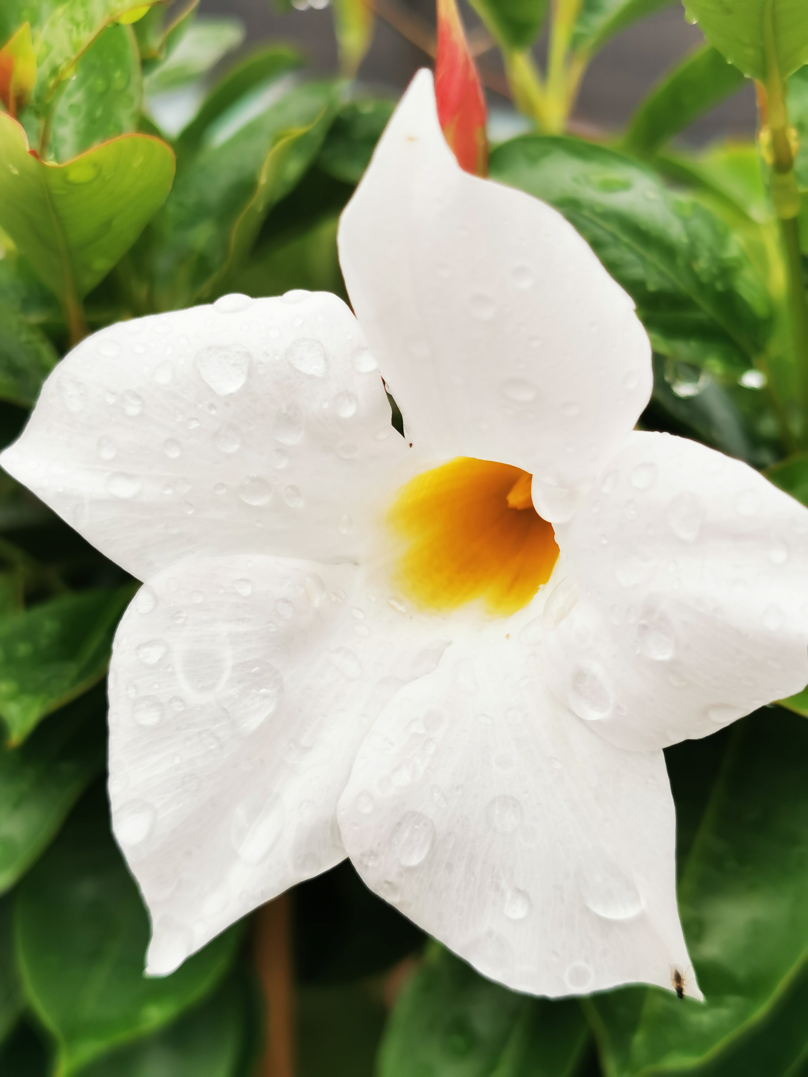 Chillaamon palveluihin 200€ arvosta