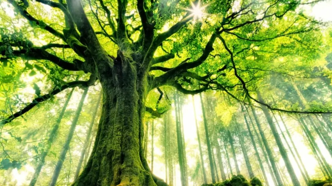 Osteopatia 1 krt + manuaalinen käsittely 1 krt