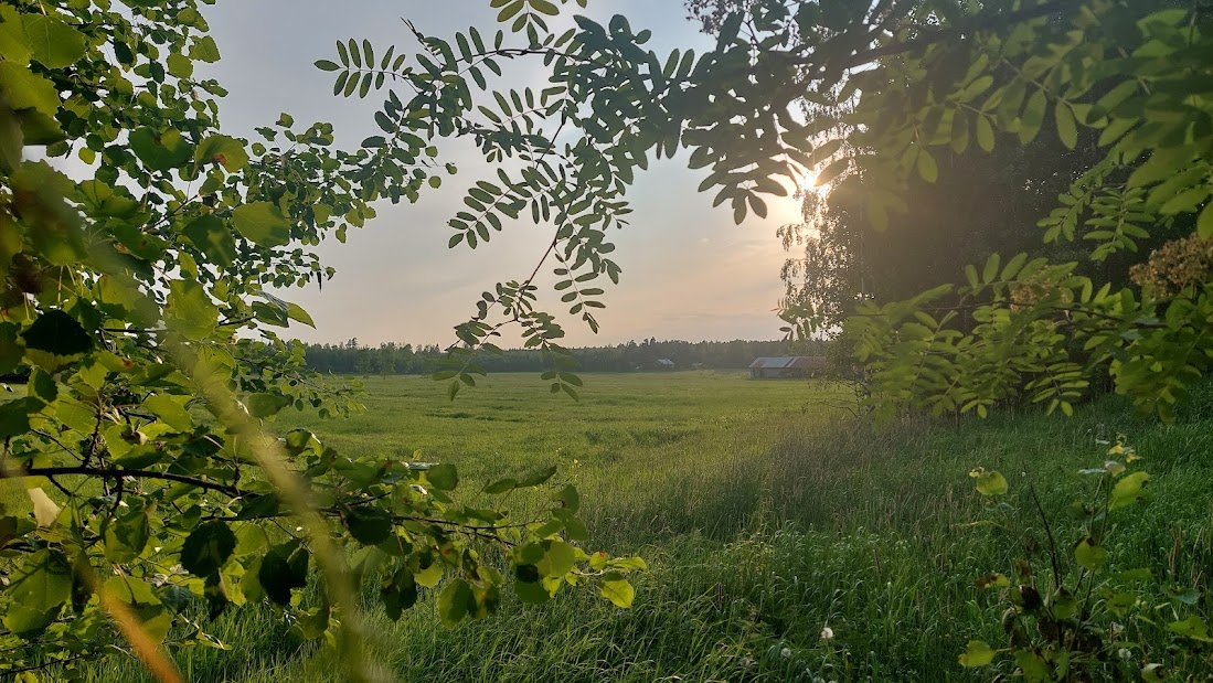 Metsän syli rentoutushoito