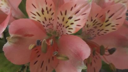 Stressinpoistohoito/rentoutushoito