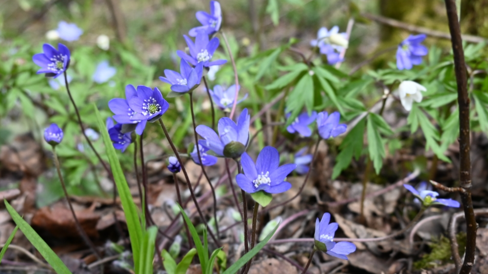 Hyvinvointivalmennus