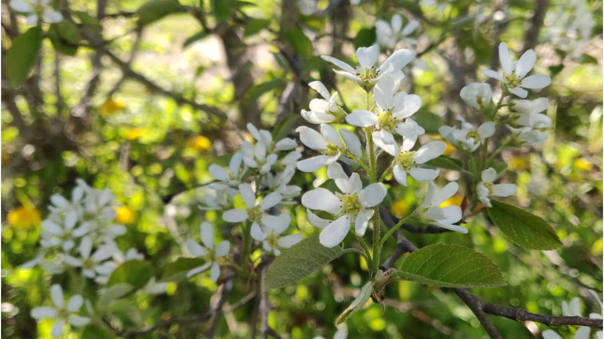 Lahjaksi joustava keho