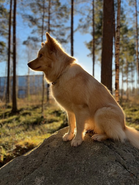 Koirametsä 