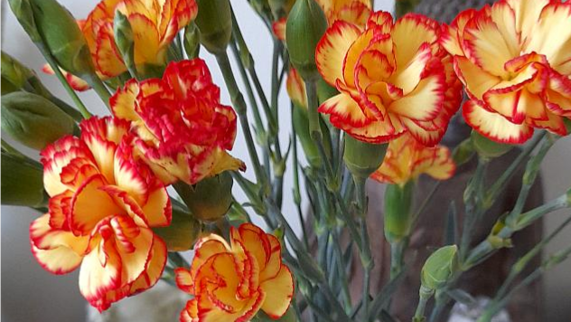 Vyöhyketerapia 1h 30 min. lahjakortti