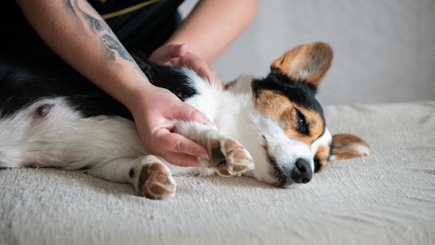 Lahjakortti koirahieronta / manuaaliterapia